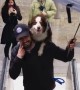 Man Carries His Scared Dog Up an Escalator