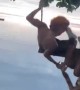 Tandem Swing Fail