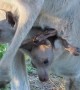 Rare Footage of Kangaroo Twins Chillin' in Pouch