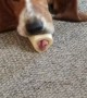 Basset Hound Licks Through Bone
