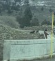 Bison Crossing the Lamar River Bridge