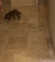 Girl Gets Coati Curious