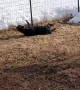 Fainting Goat Gets Spooked by Jolly Ball