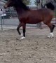 Well Trained Horse Slips and Falls During Routine