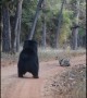 Sloth bear establishes dominance over tiger youngster