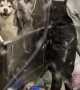 Shedding Husky Fills Room with Hair