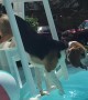 Bella the Beagle Plunges into Pool
