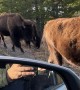Bison Jam in Yellowstone National Park