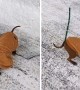 Quirky dog hilariously rubs his face in the snow  