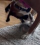 Boxer Plays with Cute Kitten