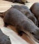 Otters Fascinated With Vacuum Cleaner