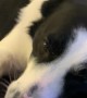 Border Collie Insists on More Pets