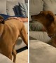 Needy pup needs his butt scratches no matter what 