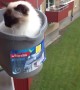 Cat Rides Bucket Elevator