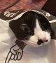 Cat Pokes Out of Paper Bag