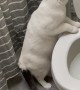 Cat Passes Time by Flushing Toilet
