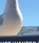 Seagull Can't Catch a Break