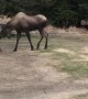Moose Calf and Mom Visit Backyard