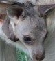 Close-Up of Adorable Baby Kangaroo Twins