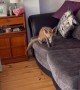Cat is Unsure About Wild Fox That Invited Itself Inside