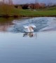 Incredible Sounds of an Adult Swan Landing on Water