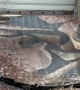 Making A Walnut Epoxy River Table