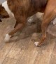 Boxer Ends Up Dangling Over Sister During Play