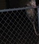 Don't move to Texas. We have murder rats!