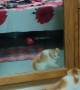 Kitten Afraid of Its Own Reflection