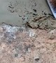 Little Pup Plays in Wet Concrete