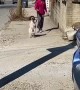 Puppy Bounces Down Sidewalk