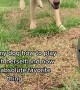 Clever Doggo Uses Machine to Play Fetch with Herself
