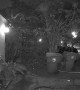 Savannah Cat Caught Growling at Housecat on Security Camera