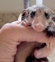 Baby Opossum Takes a Shower
