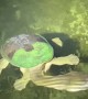 Spotting a Long Necked Turtle Swimming at Night