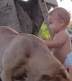 Baby Feeding A Huge Pitbull
