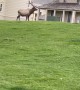 Bull Elk Attacks Park Ranger Vehicle in Yellowstone National Park