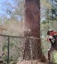 Felling Tree in Tight Spot