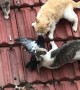 Cats  Can't Share Pigeon Prize