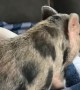 Piggy Rubs Its Rump