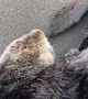 Napping Sea Otter Gets Startled