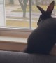 Rabbit Falls Off Window Ledge