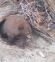Mama Bear Emerges from her Den