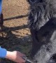 Curious Cow Gets Nose Full of Porcupine Quills