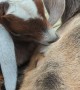 Baby Goats Napping