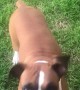 Excited Boxer Dog Eats Dandelion