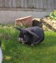 Rabbit Chases Cat Away