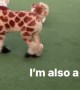 Dog pulls off flawless giraffe impersonation, confuses all the other dogs