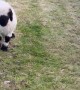 Adorable little lambs jump for joy