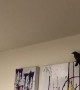 Chaos Ensues After Cat Brings Bird into House